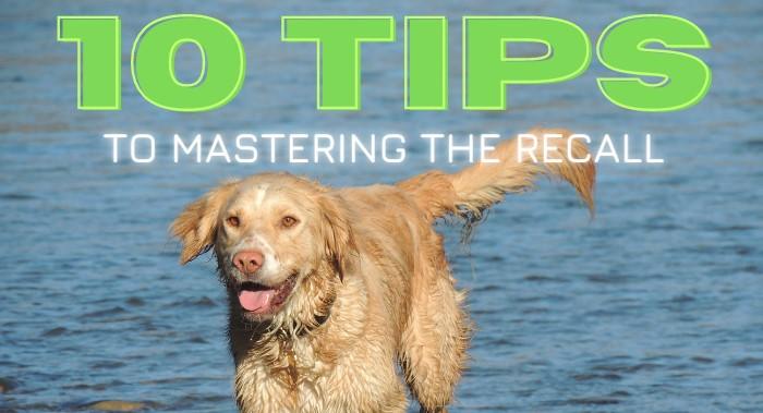 10 Essential Recall Tips for your Dog