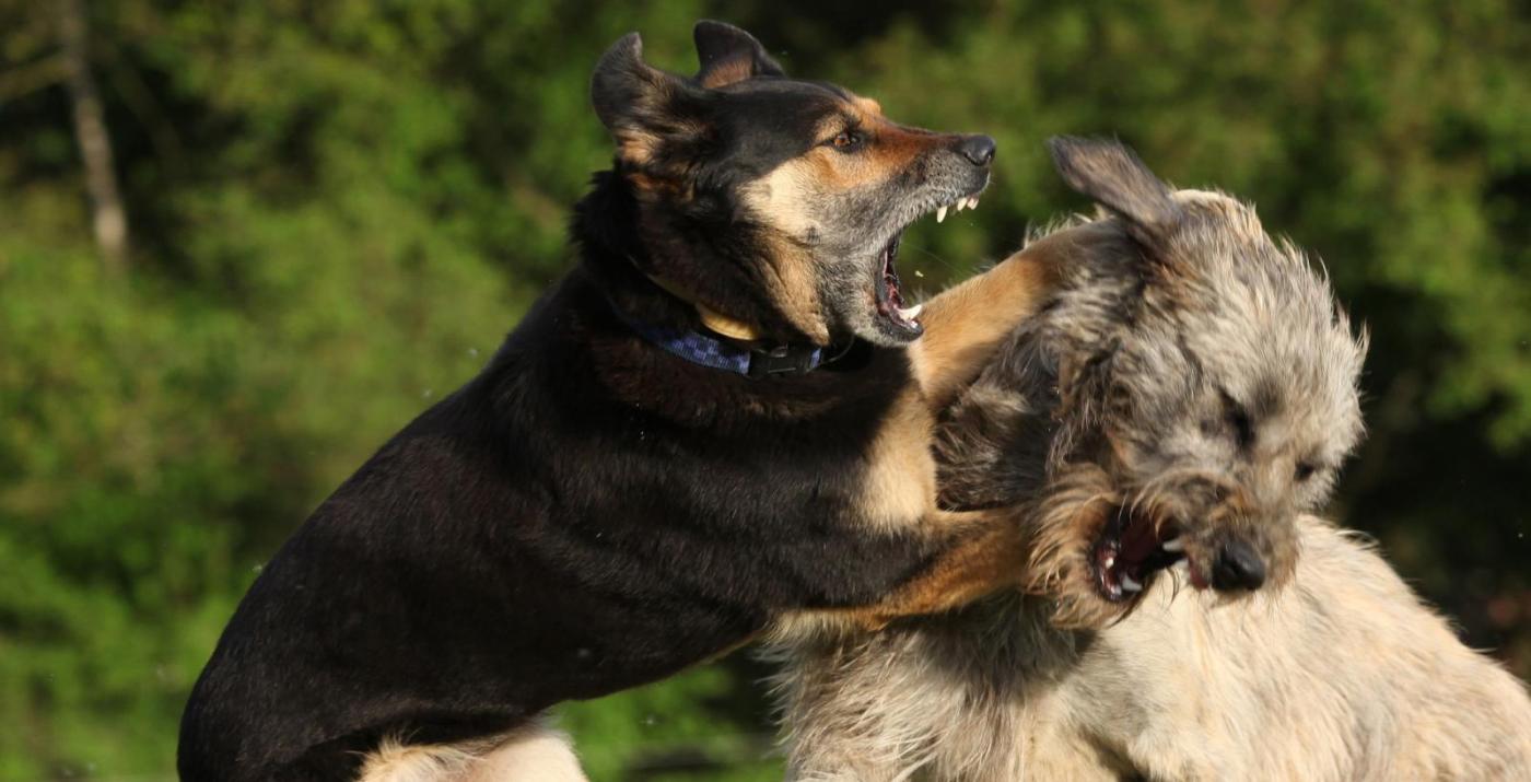Dogs fighting - Aggressive behavior